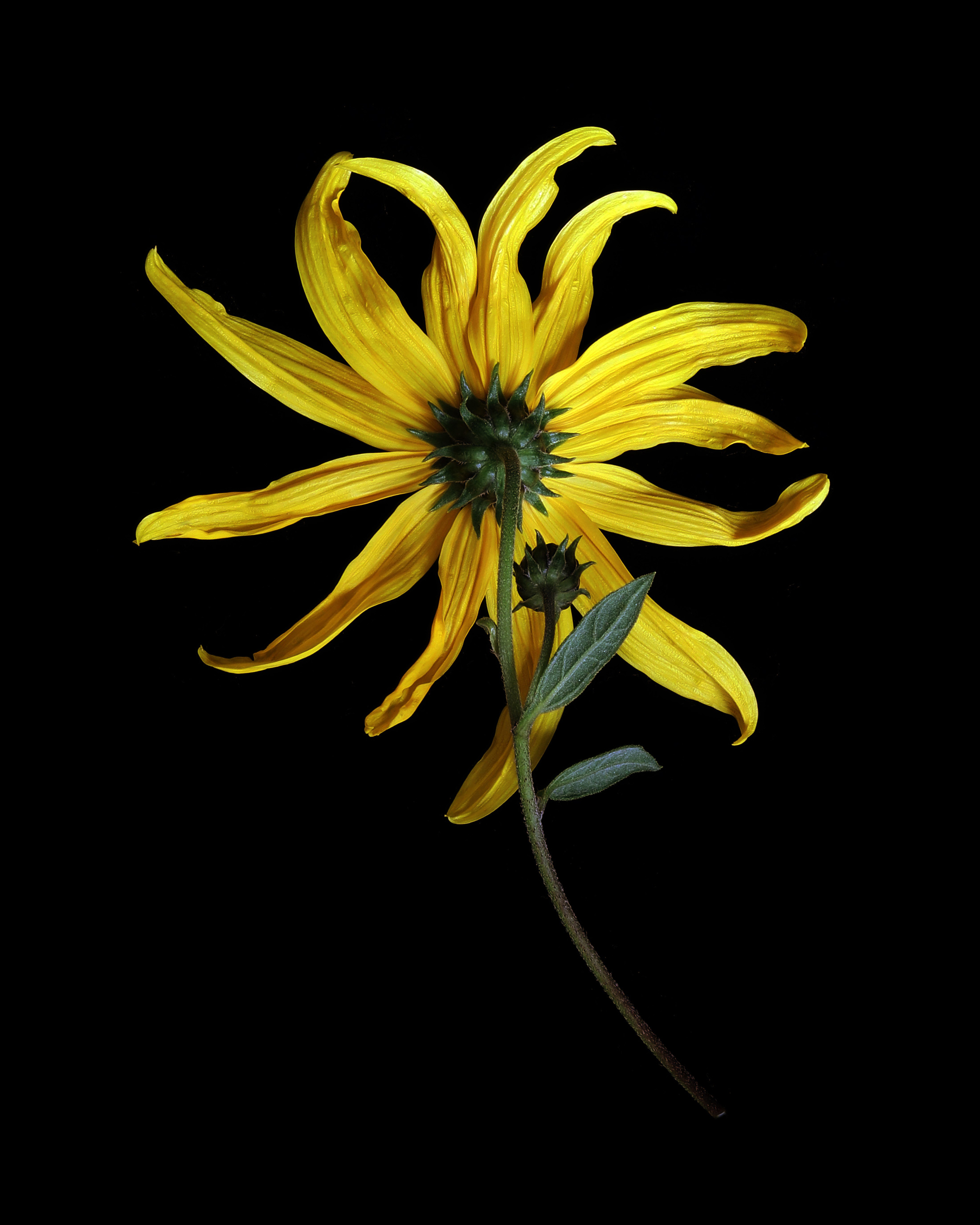 arthritic and beautiful