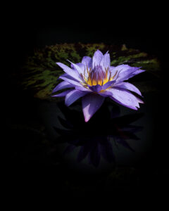 waterlily from Longwood