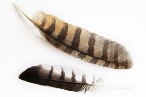 barred owl feathers