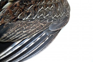 ruffed grouse wing