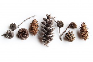 boreal pine cones