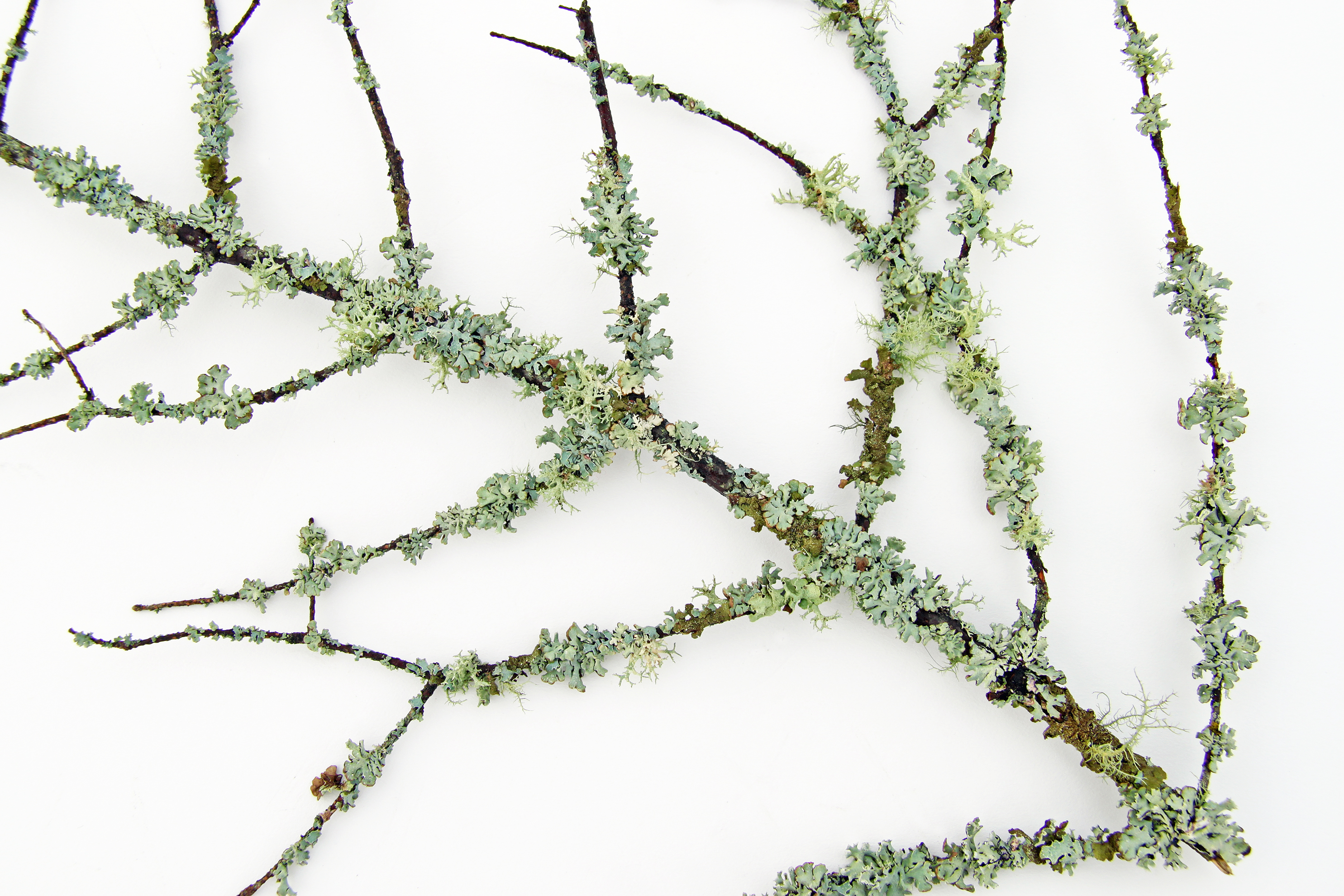 green shield lichen