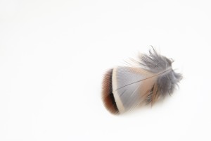 red partridge feather
