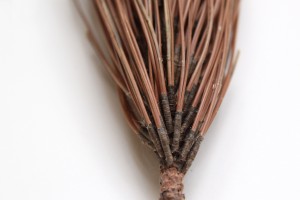 red pine needles