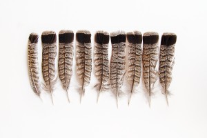 ruffed grouse tail feathers