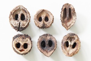 black walnut shells