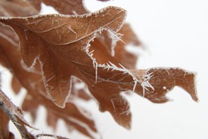 frosted oak leaves
