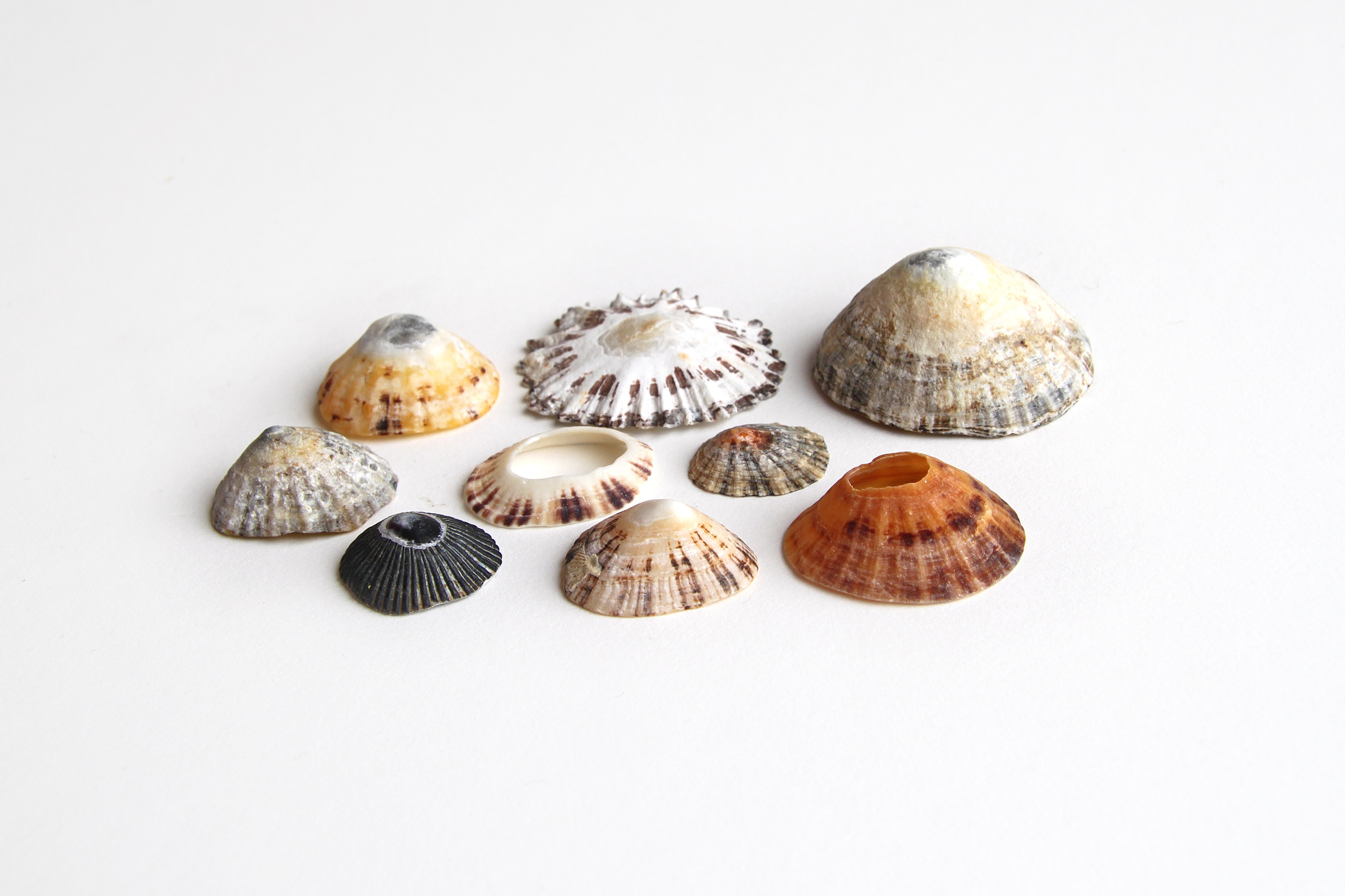 limpet shells