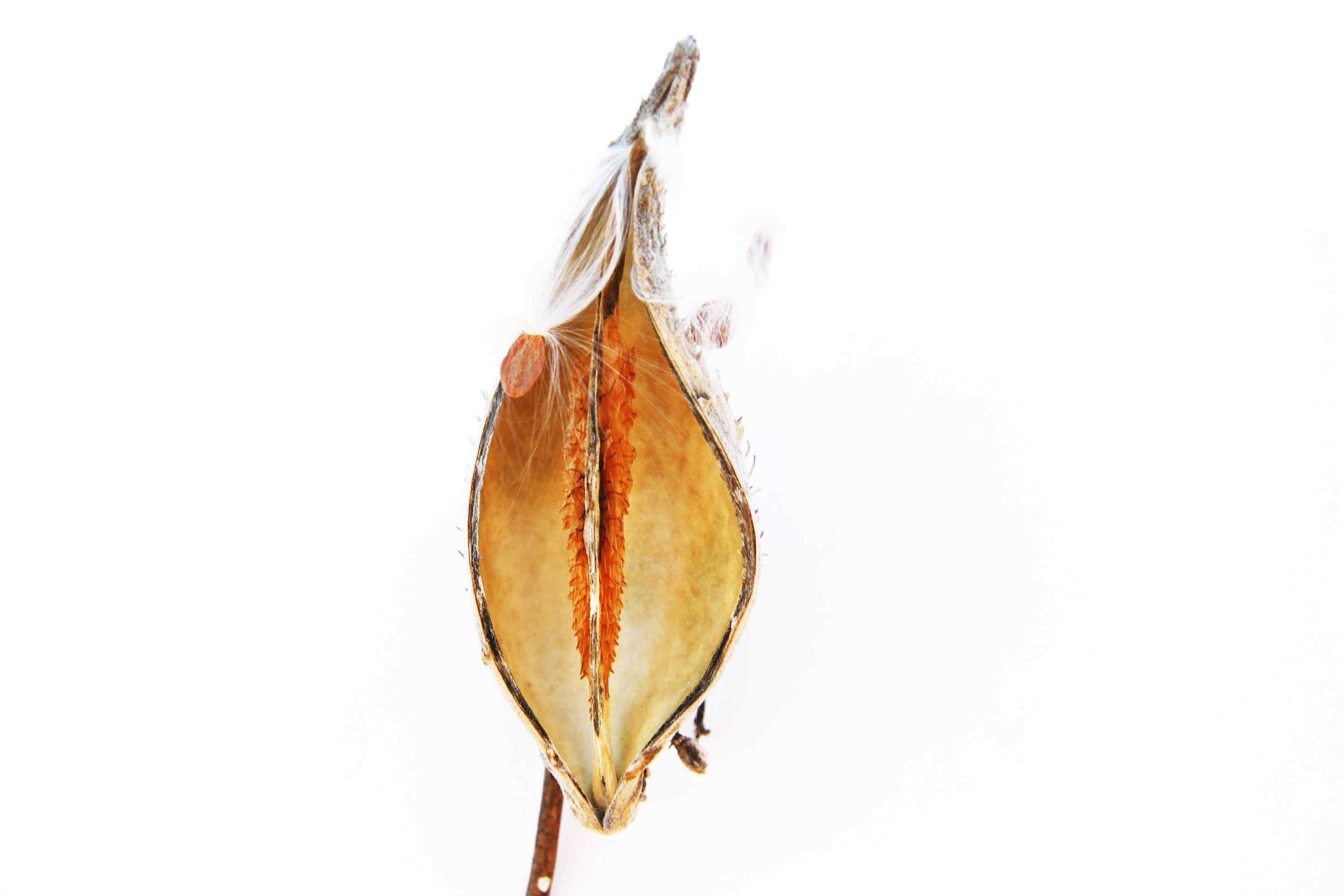 milkweed pod in winter