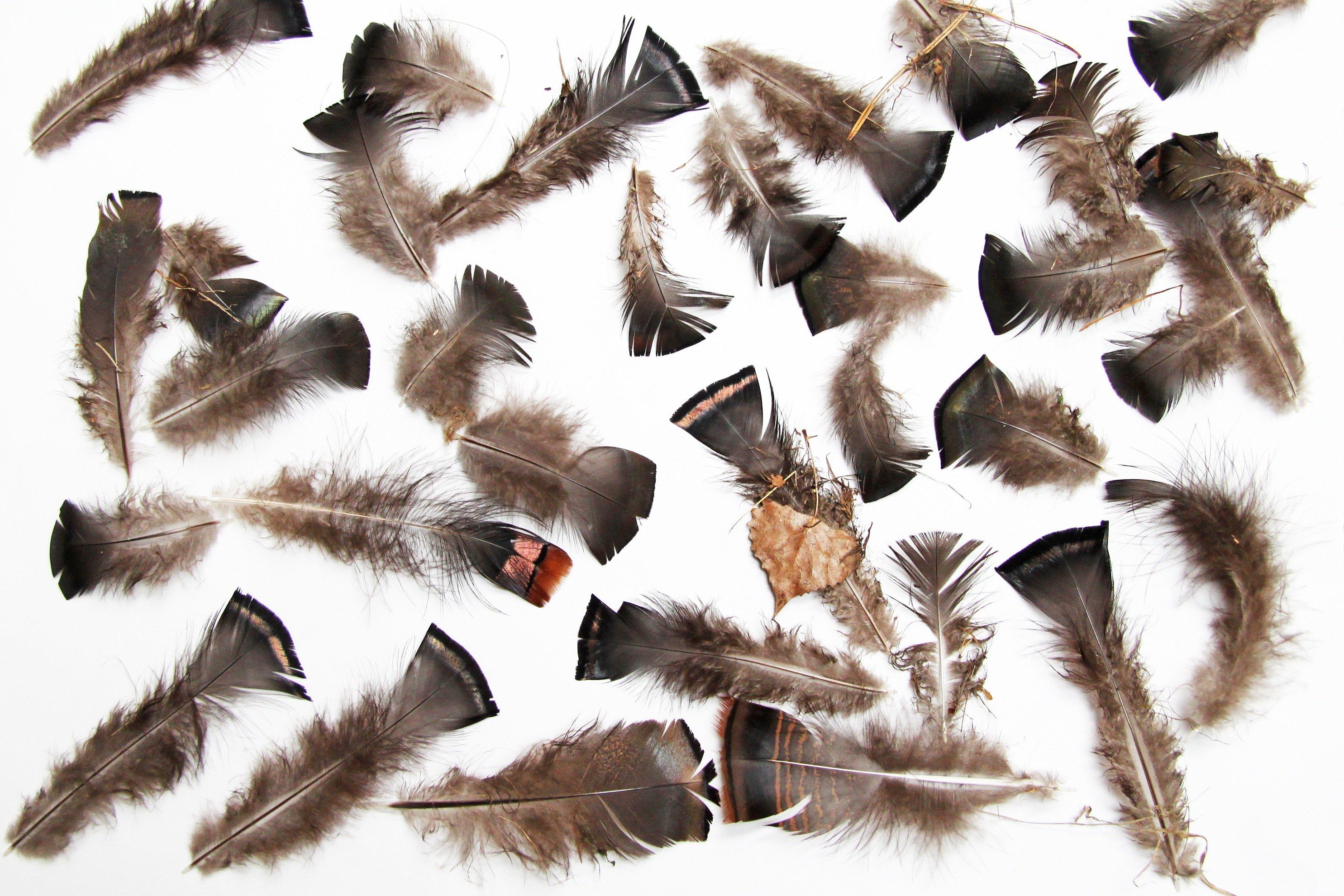 wild turkey breast feathers
