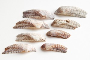 turkey wing shells