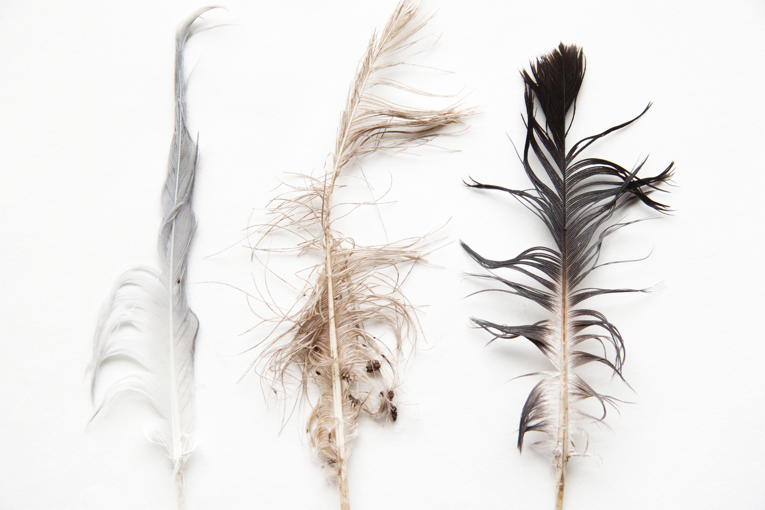 damaged feathers