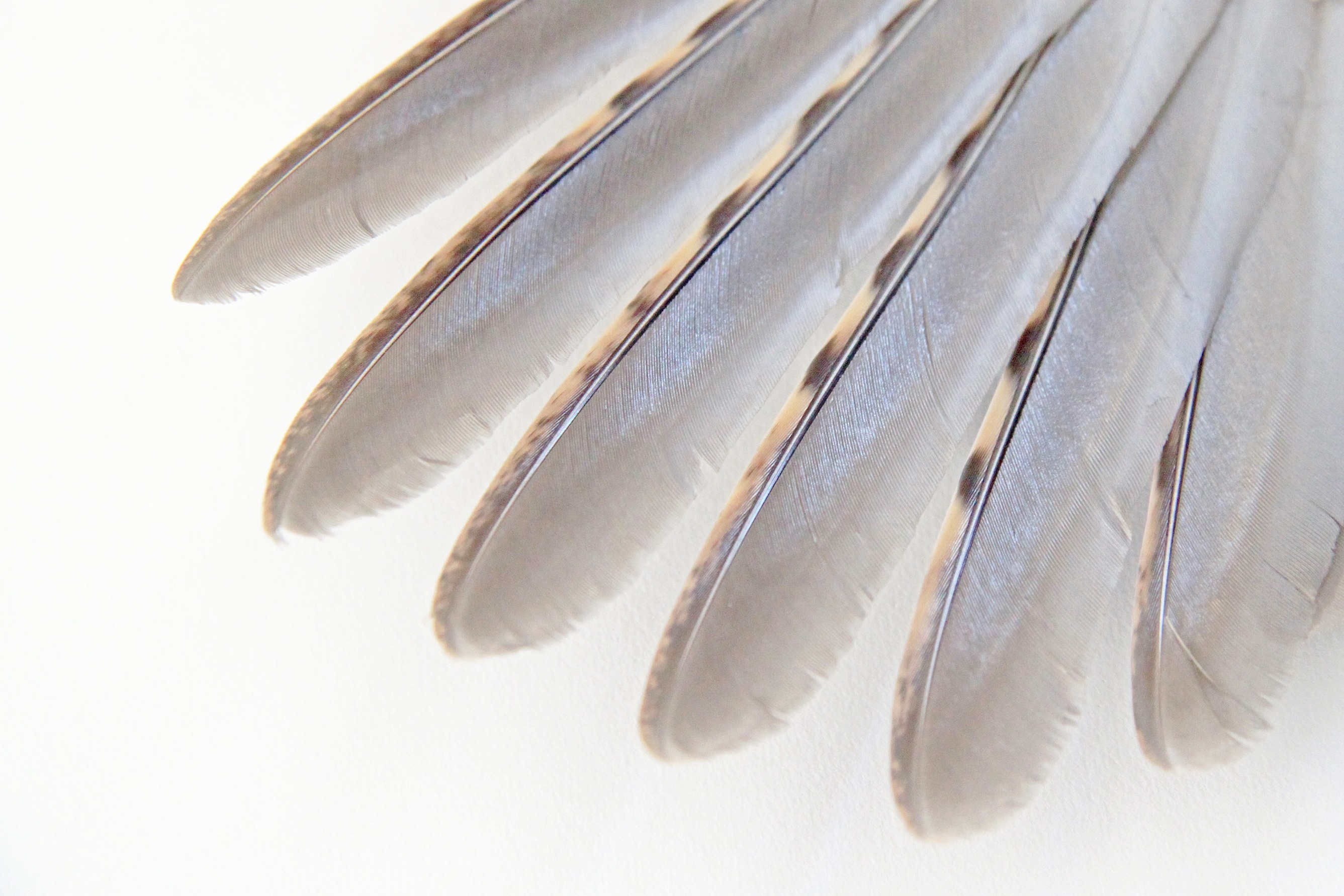 primary wing feathers of a ruffed grouse