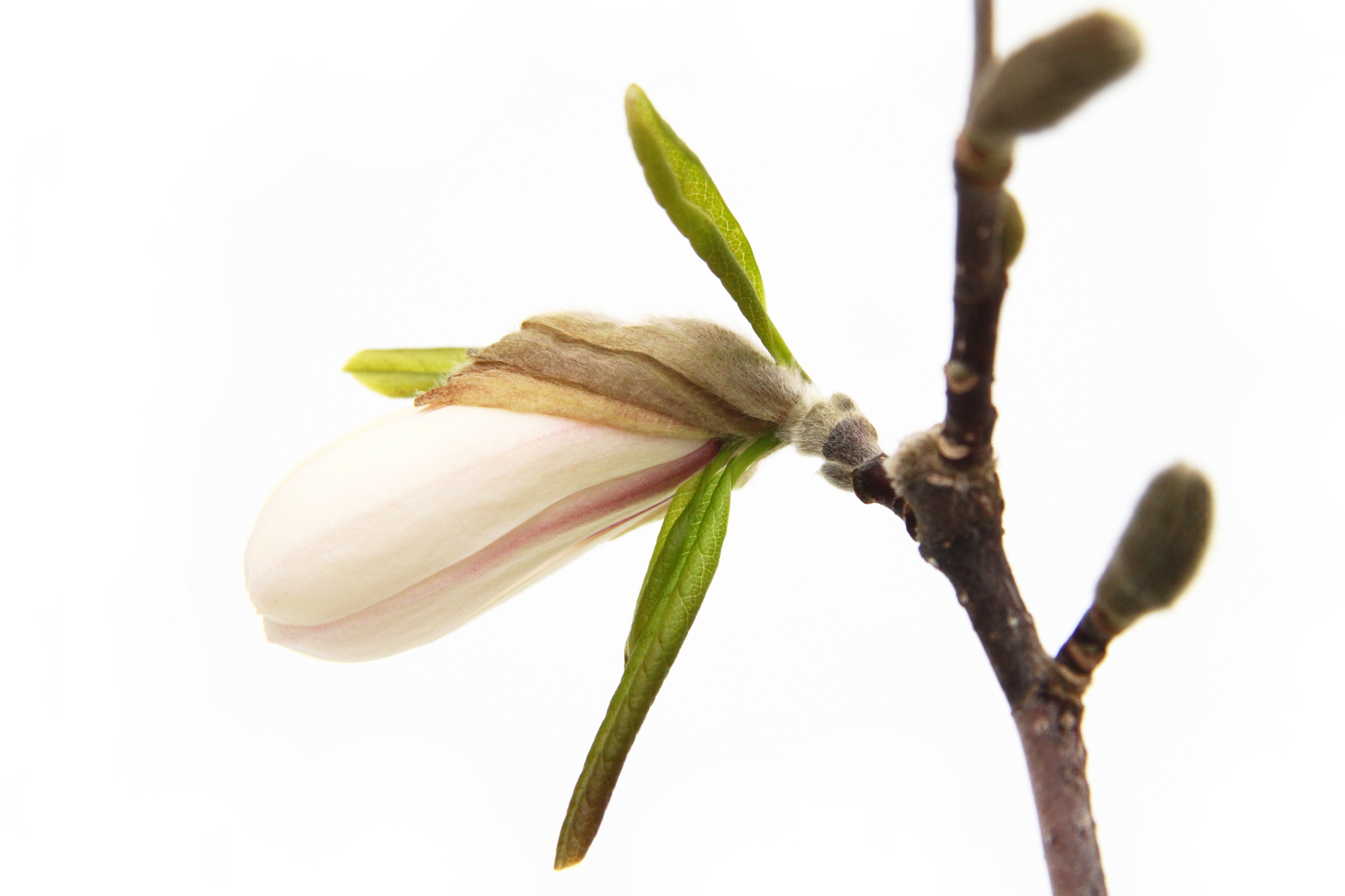 magnolia bud