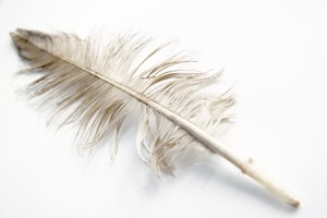 large white feather