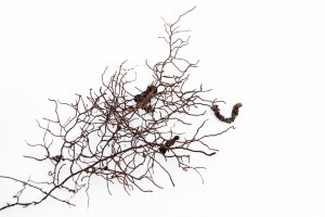 fiddlehead fern roots