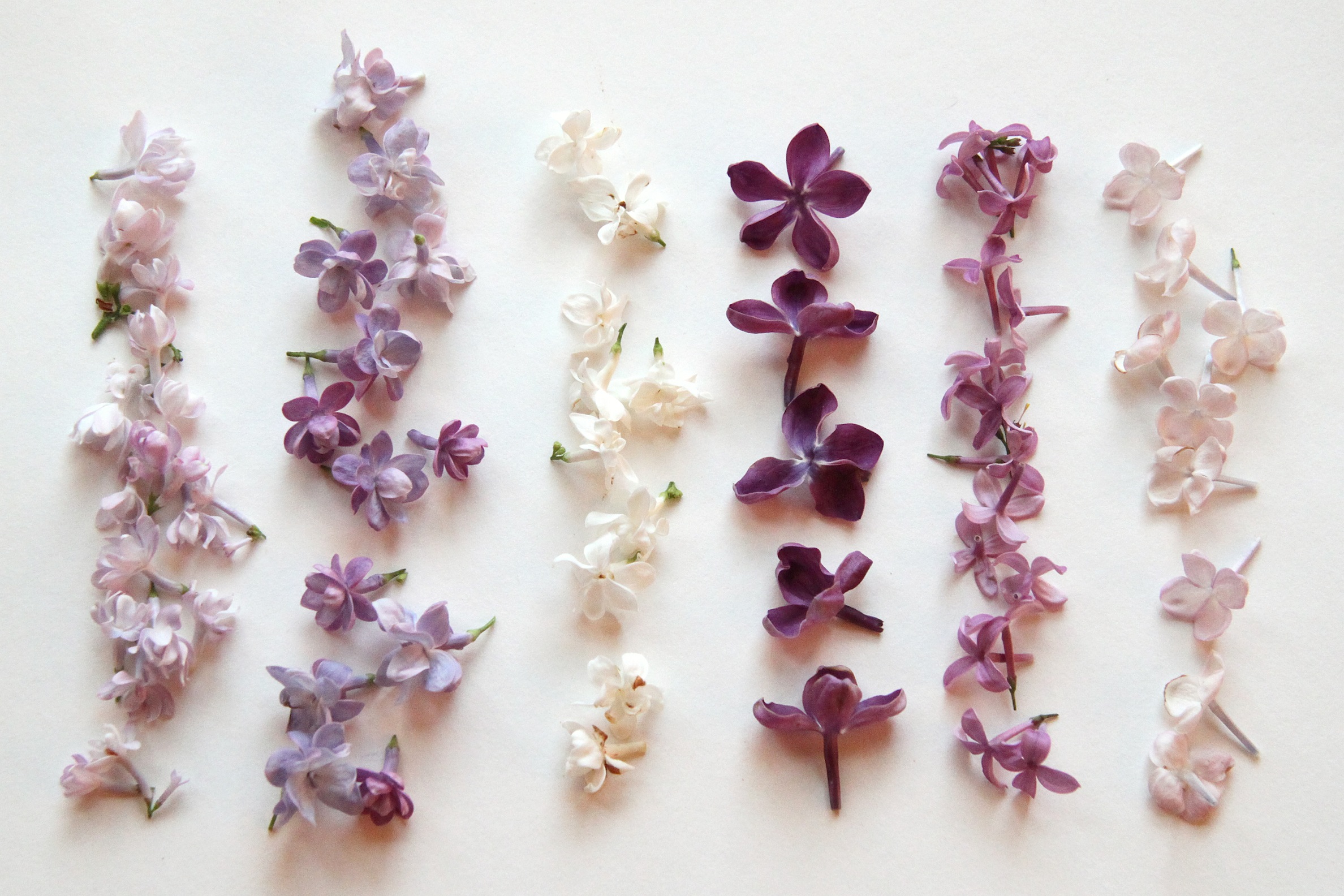 lilac variations
