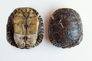 western painted turtle shell