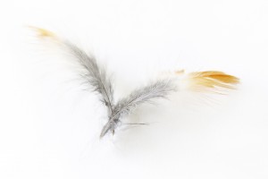 robin feathers
