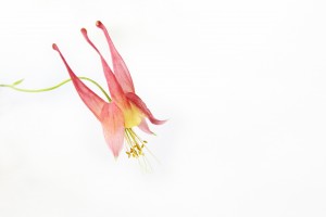 columbine flower