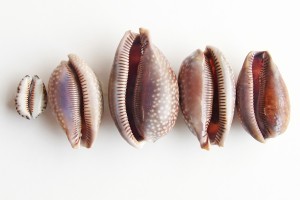 collection of cowry shells