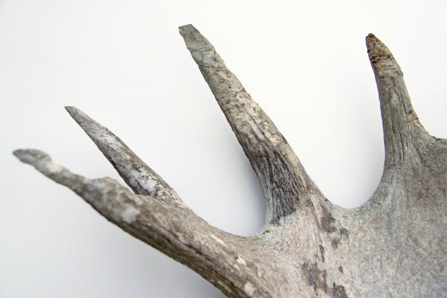 mouse nibbled moose antler