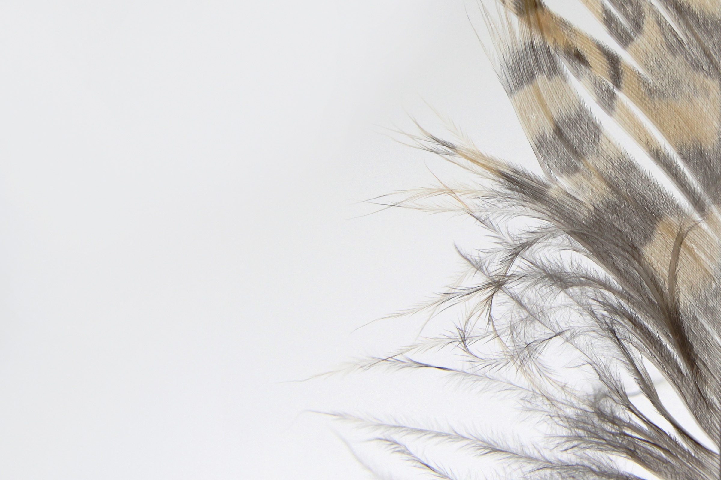 barred owl feather