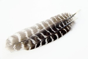 two barred owl feathers