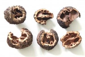 squirrel gnawed black walnut shells