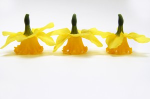 three yellow daffodils