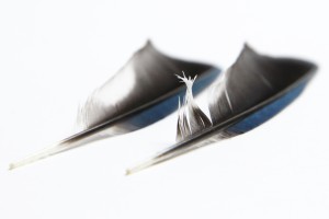 blue jay feathers