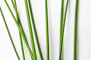 bulrush stems