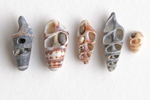 auger shells with tiny stones