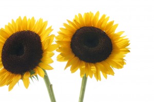 sunflowers