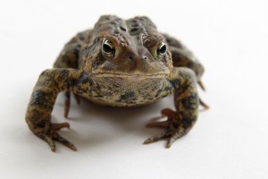 american toad