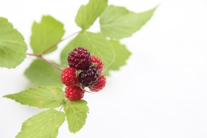 wild raspberries