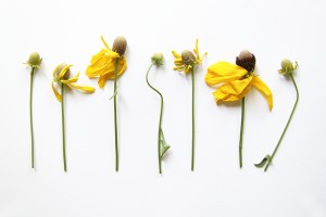 black-eyed susans