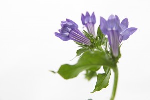 great blue lobelia