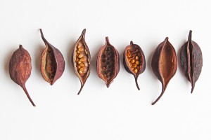 bottletree seed pods