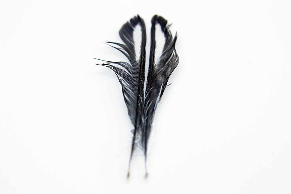 junco feathers