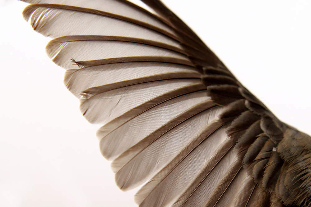 junco wing