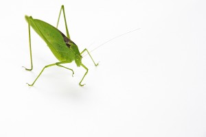 katydid