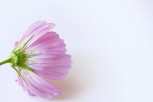 pink cosmos