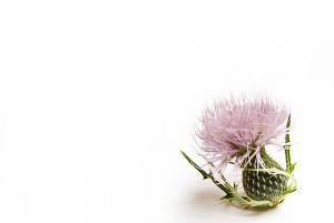 field thistle