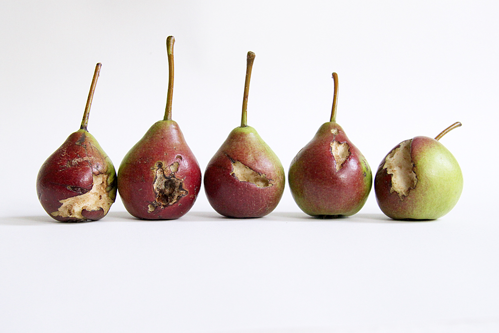 wasp-eaten pears