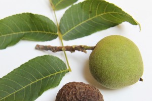 black walnut