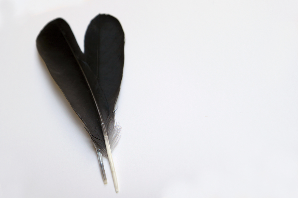 two crow feathers