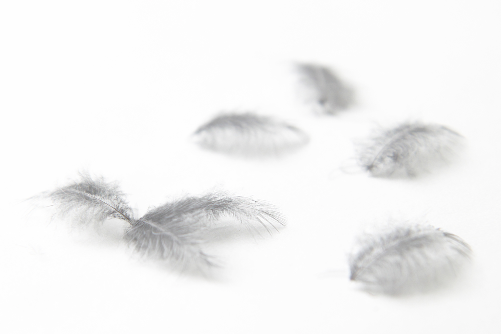 downy feathers