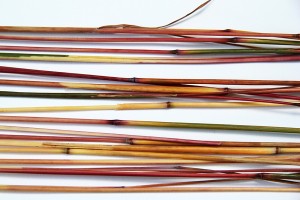 prairie grass stems