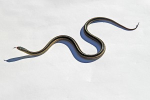 garter snake